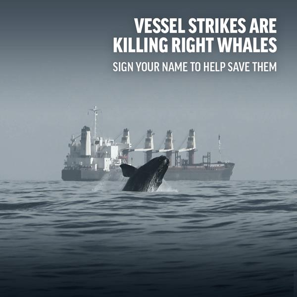 Vessel strikes kill whales