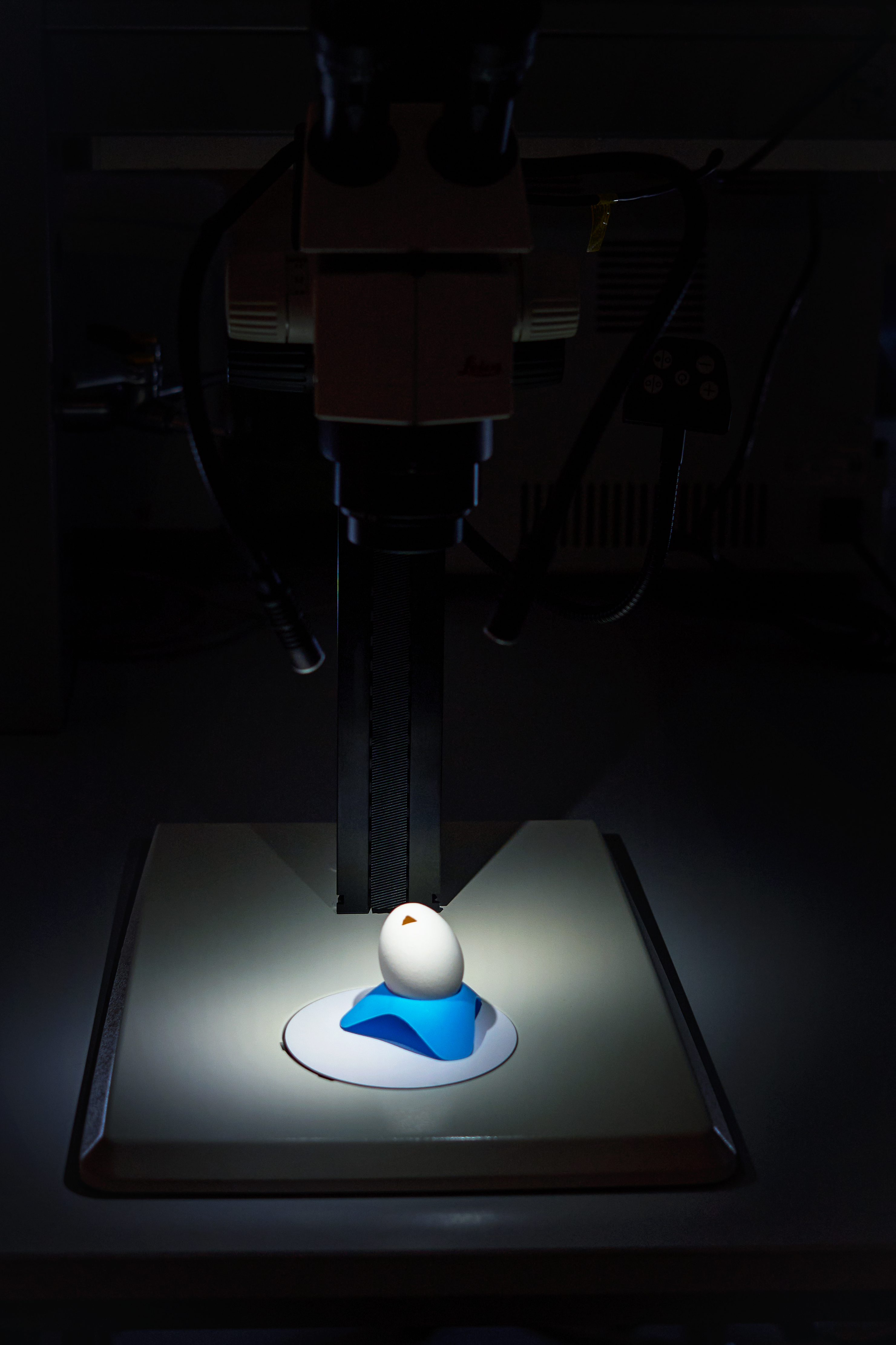 The Egg
