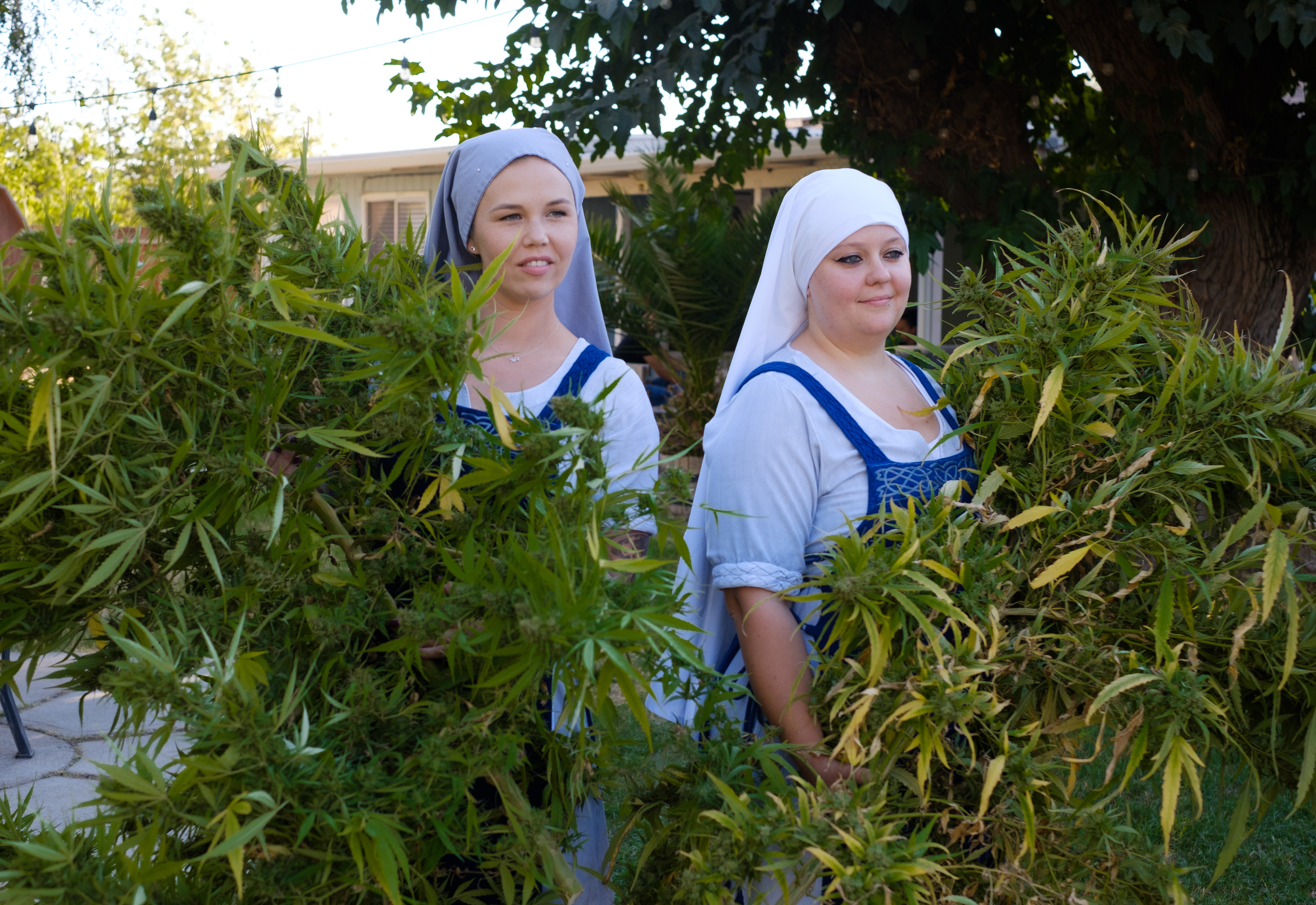 Harvesting Hemp November 2022