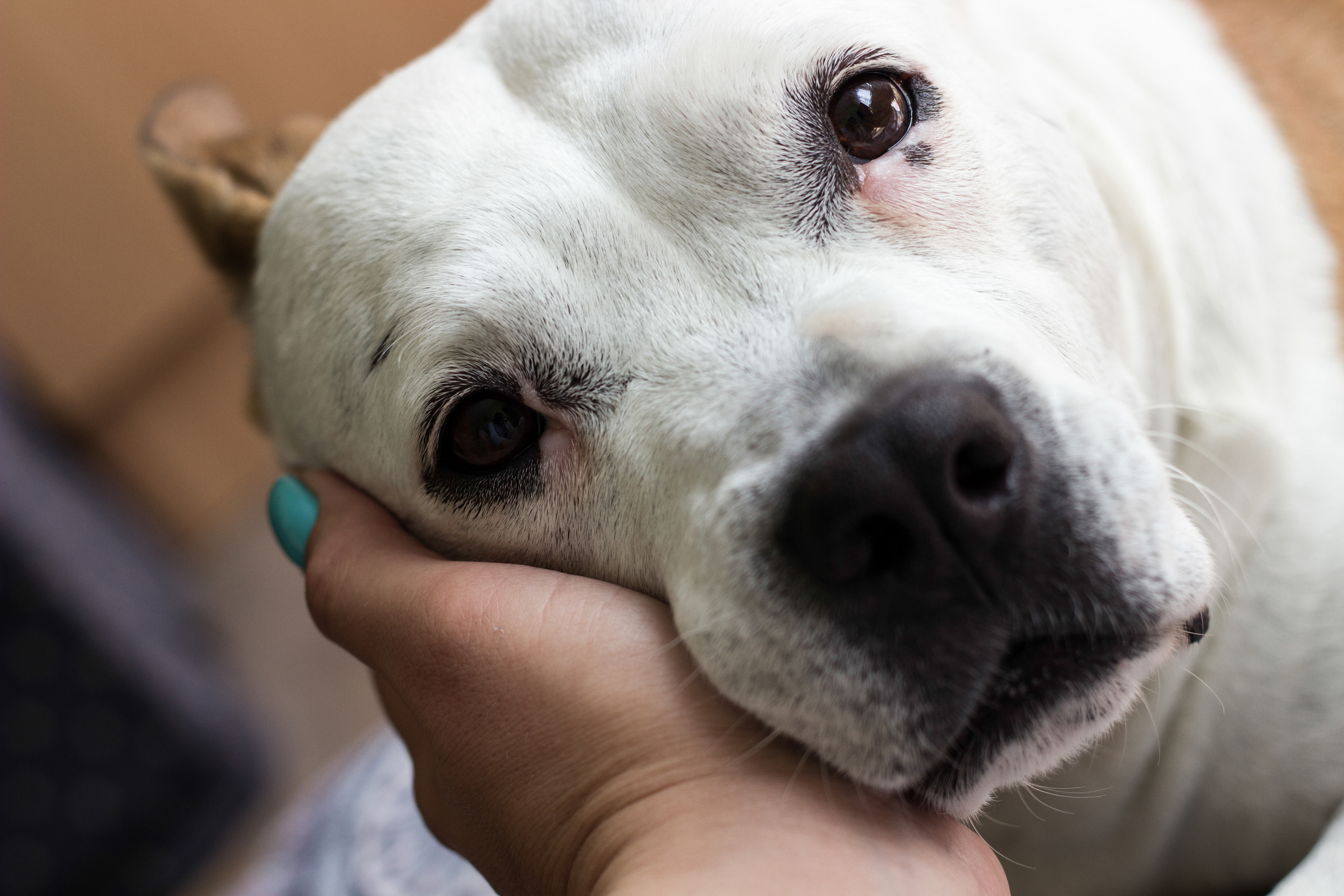 Dog's face in hand 