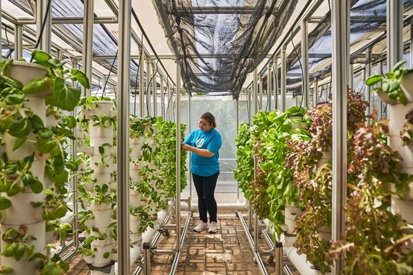 HP employee works in a greenhouse.