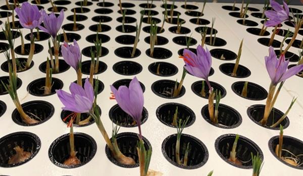 Saffron blooms out of season in Saffron Tech facilities