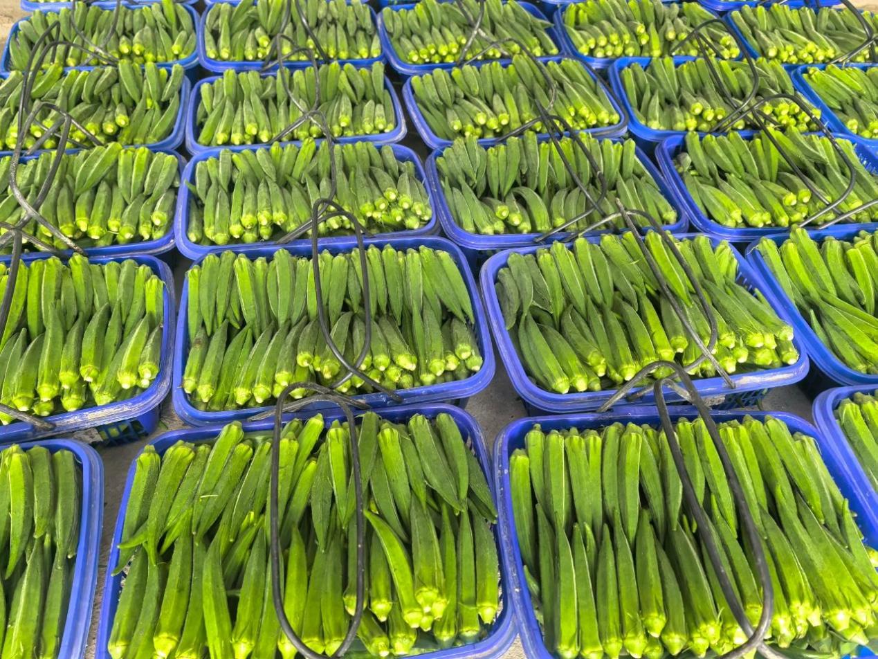 Okra Enters Peak Harvest Season in Jiangyi Village, Jiangsu Province