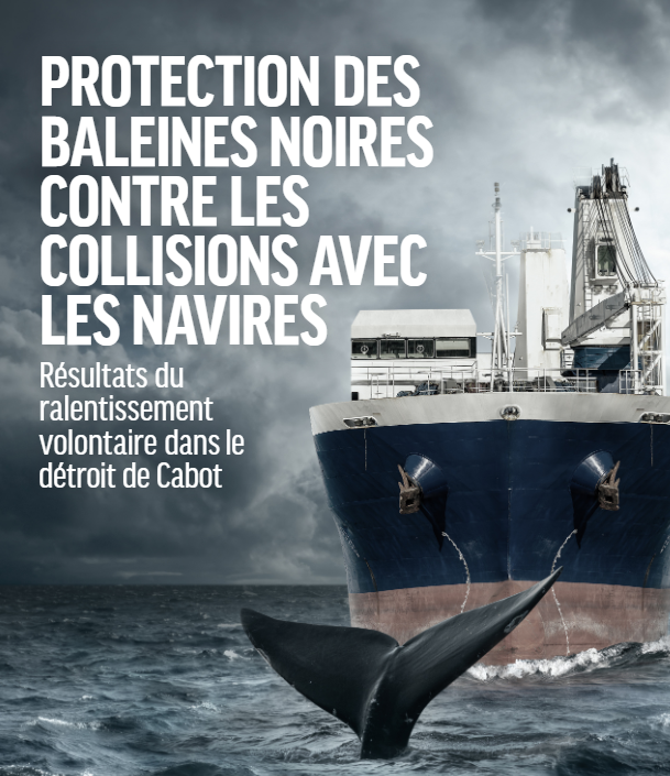 Protection des baleines noires contre les collisions avec les navires