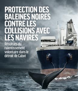 Protection des baleines noires contre les collisions avec les navires
