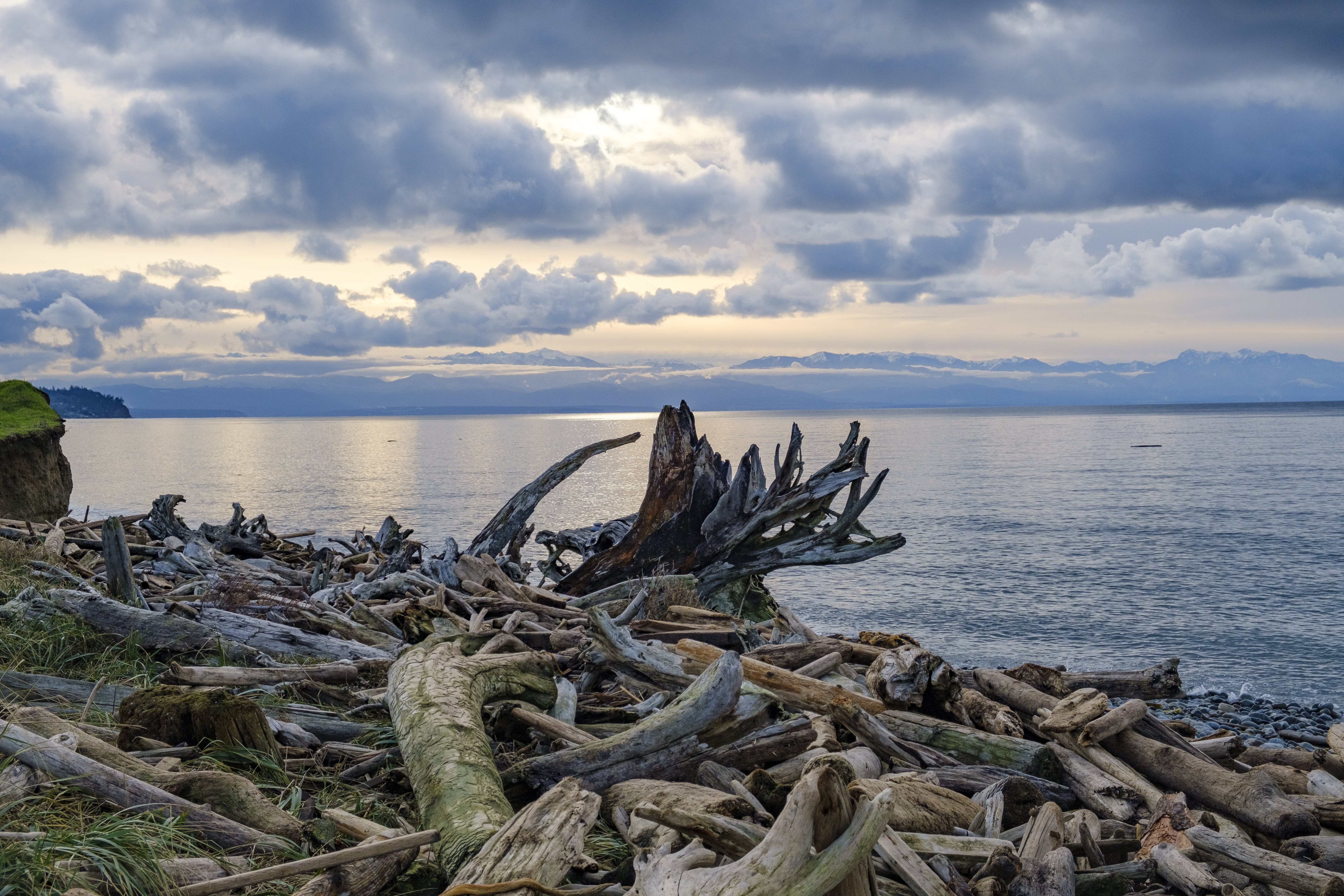 Driftwood Beach Scene by Suzi Pratt