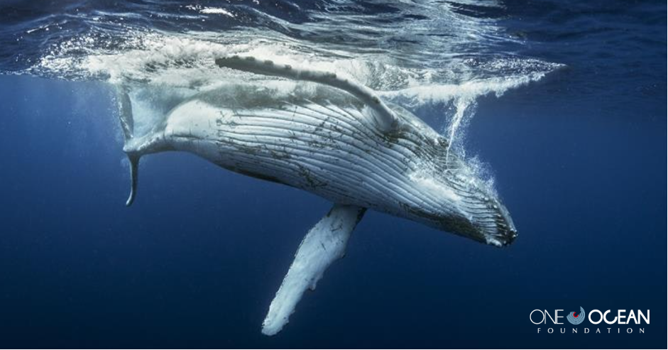 One Ocean Foundation