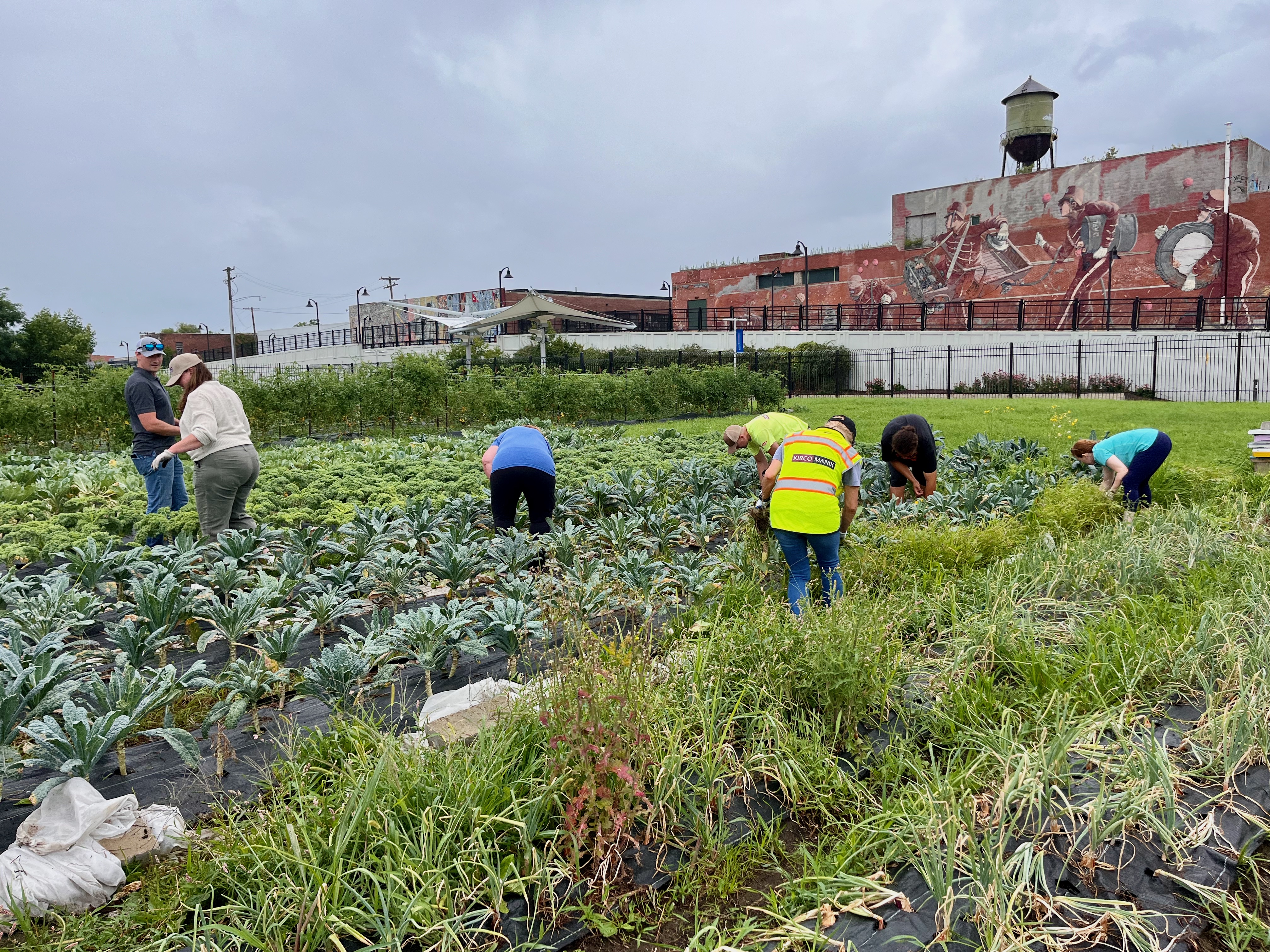 KIRCO Associates Pick Carrots at Keep Growing Detroit Farm in Eastern Market