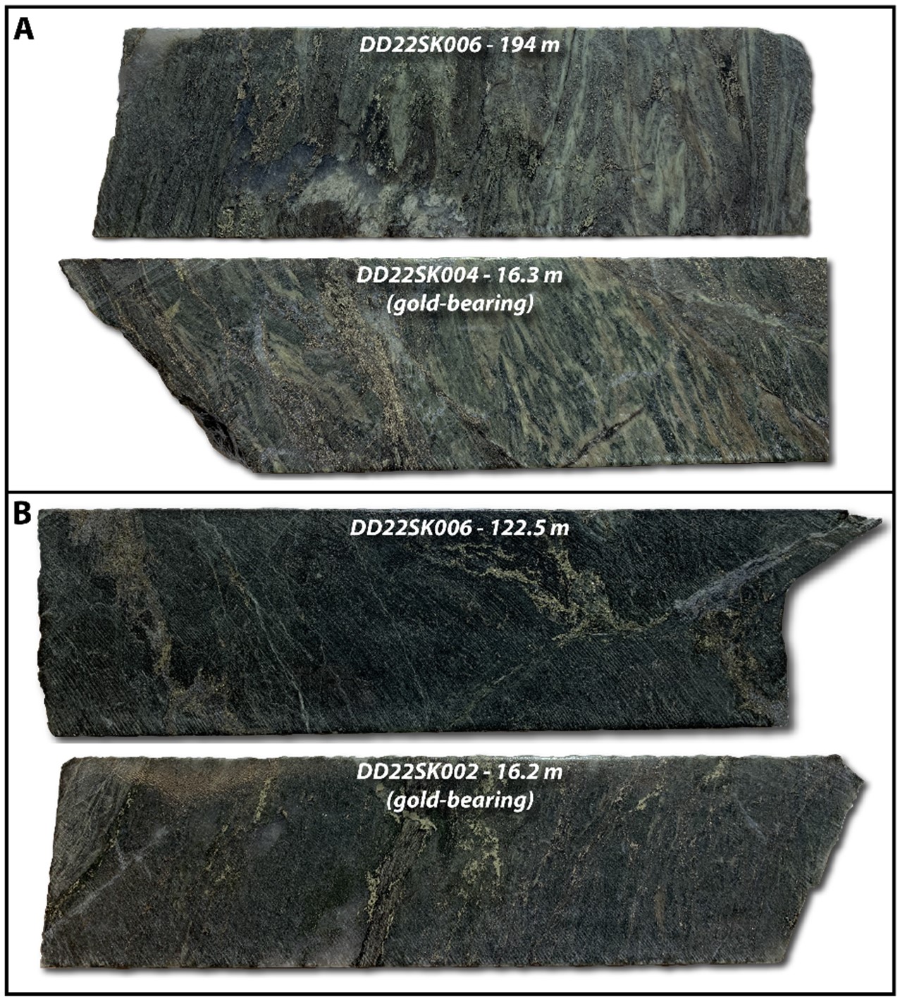Photographs showing textural and composition similarities between gold-bearing core and weakly anomalous core from drill hole DD22SK006. A) Silica-ankerite-biotite-chlorite-sericite altered and sheared mafic volcanics with pyrrhotite-pyrite ± chalcopyrite mineralization. B) Silica-ankerite-chlorite-biotite altered and sheared mafic volcanics with pyrrhotite-pyrite-chalcopyrite mineralization.