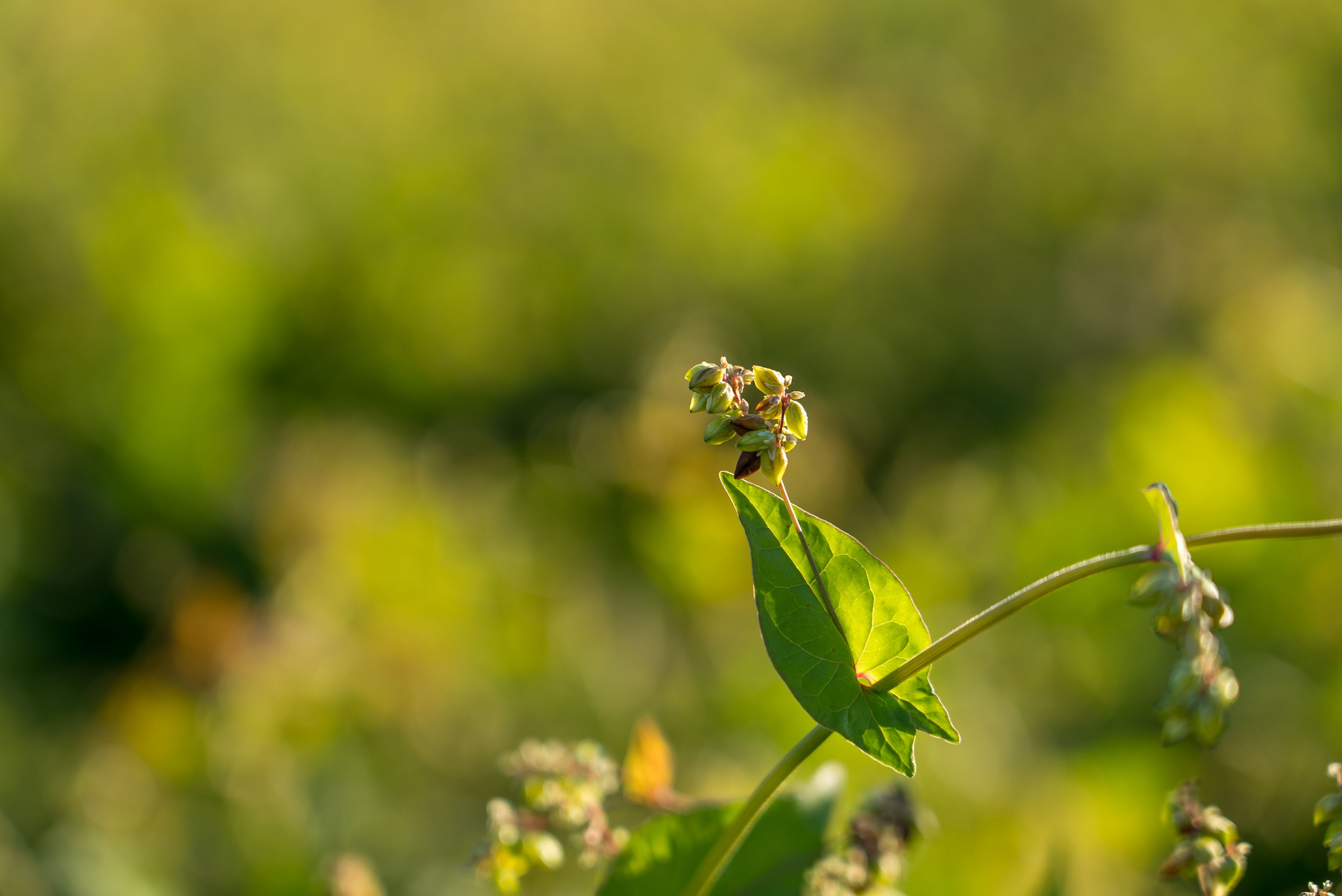 Himalayan Tartary Buckwheat