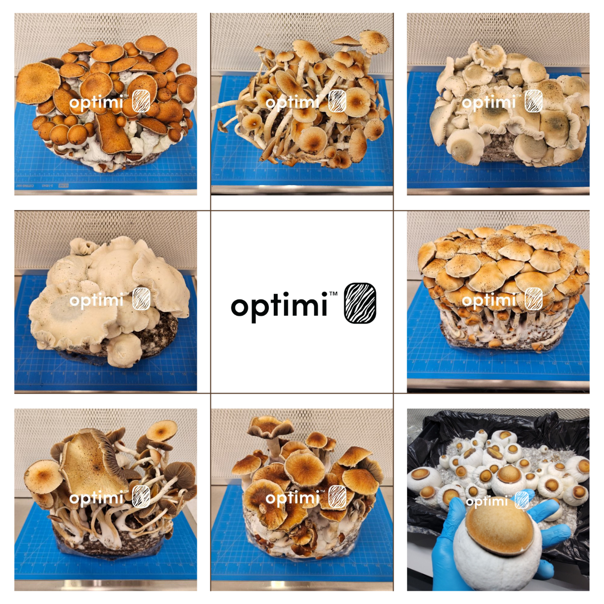 Photo Collage (Optimi)