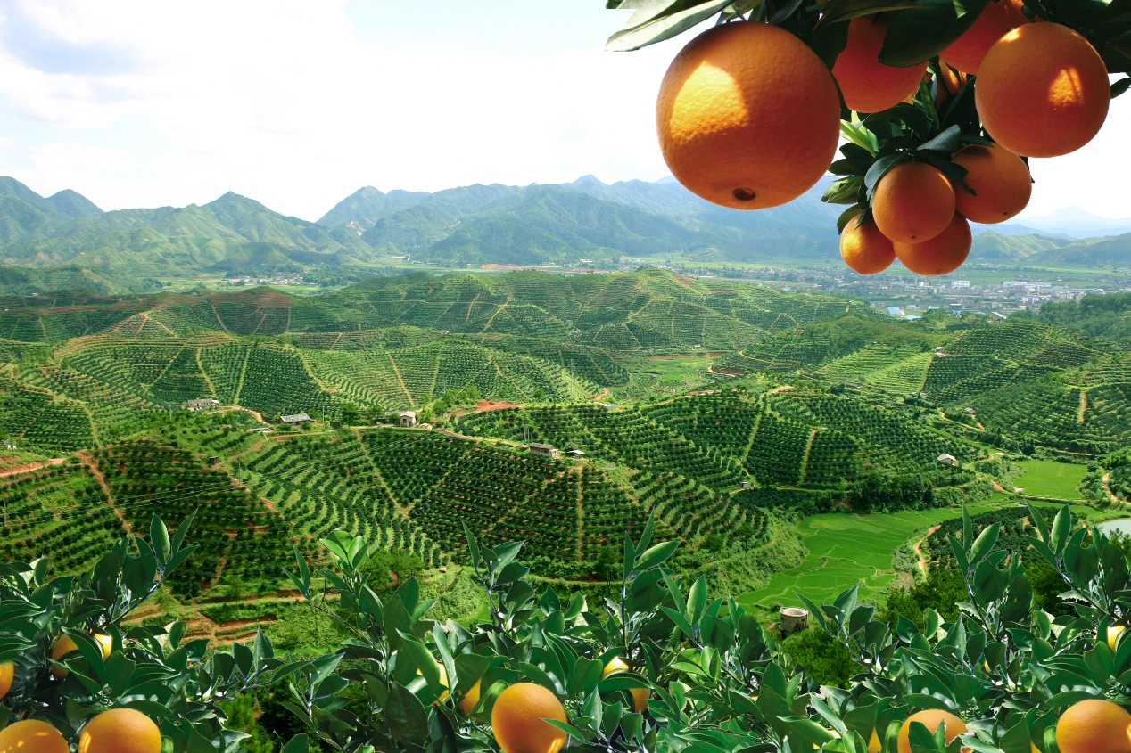 The 4th Gannan Navel Orange International Expo inaugurated grandly at the E-commerce Express Logistics Park in Anyuan County, Jiangxi Province