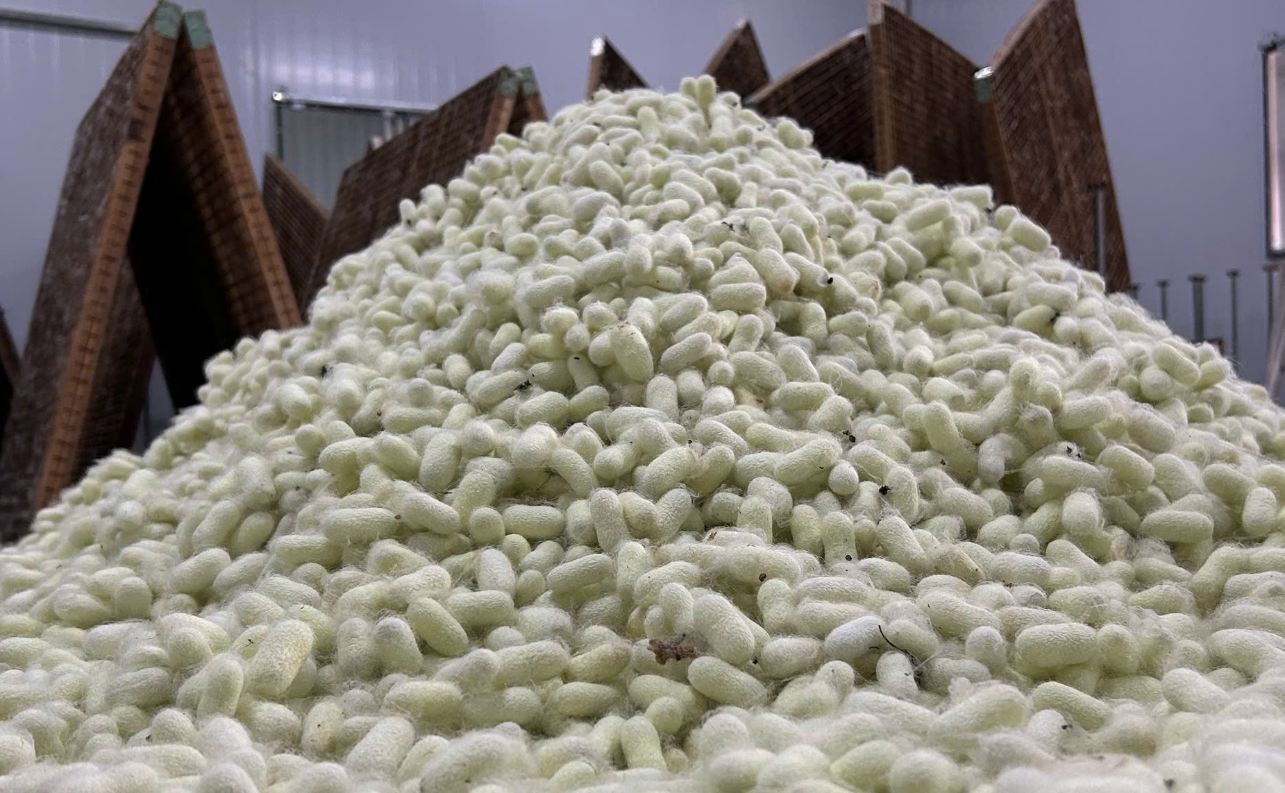 Kraig Labs Recombinant Spider Silk Cocoons