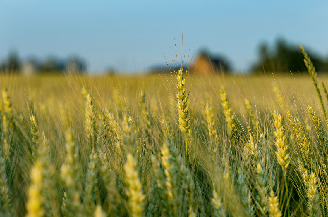 Chef de file en matière d’innovation dans le domaine de l’azote destiné à l’agriculture, PivotBio annonce son expansion au Canada