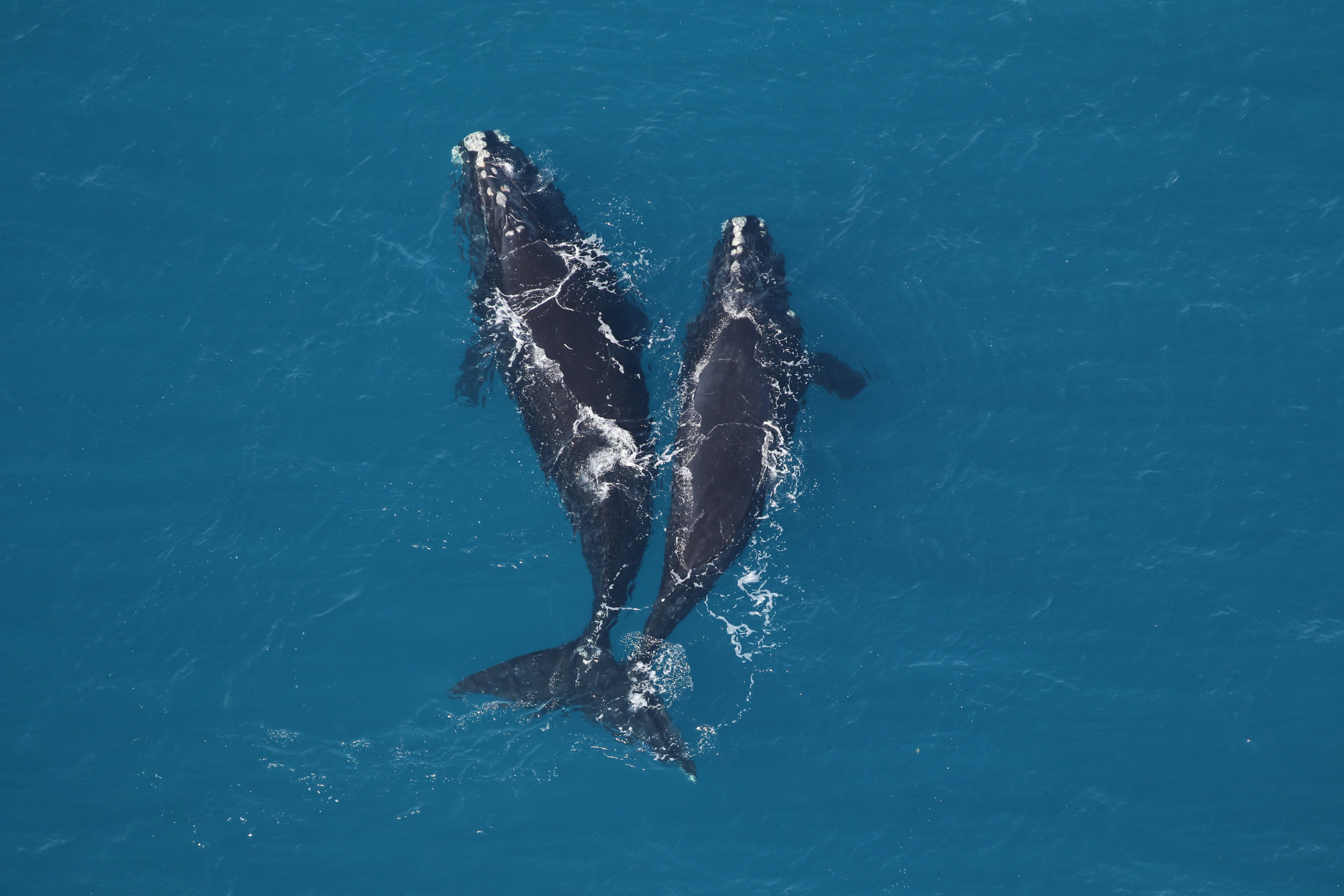 North Atlantic right whales/CMA Research Institute