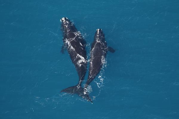 North Atlantic right whales/CMA Research Institute