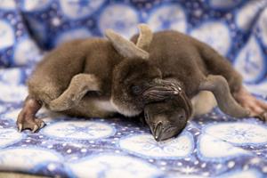 Macaroni Penguin Chicks at Moody Gardens