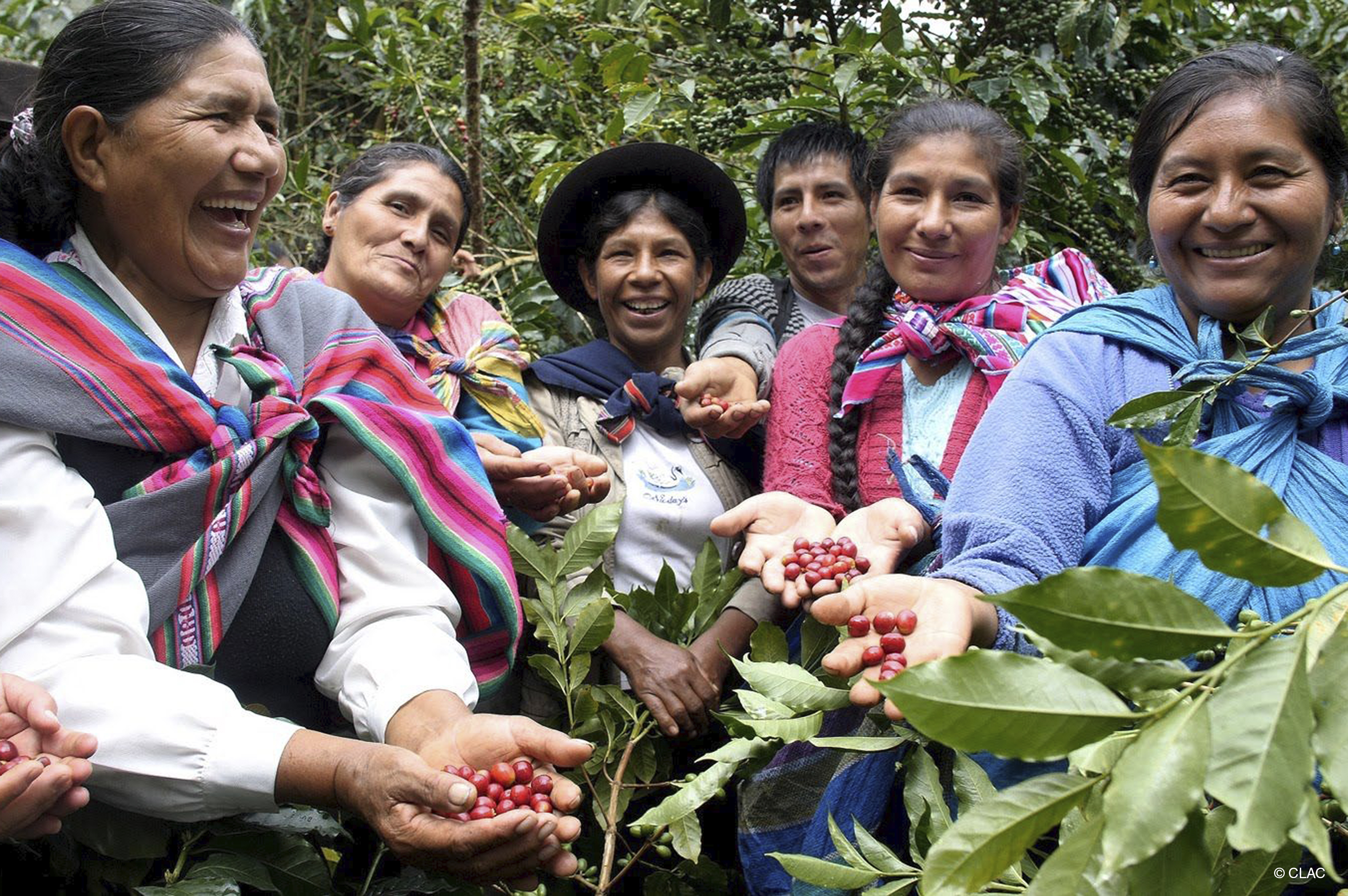 Femmes contentes de la bonne récolte de café