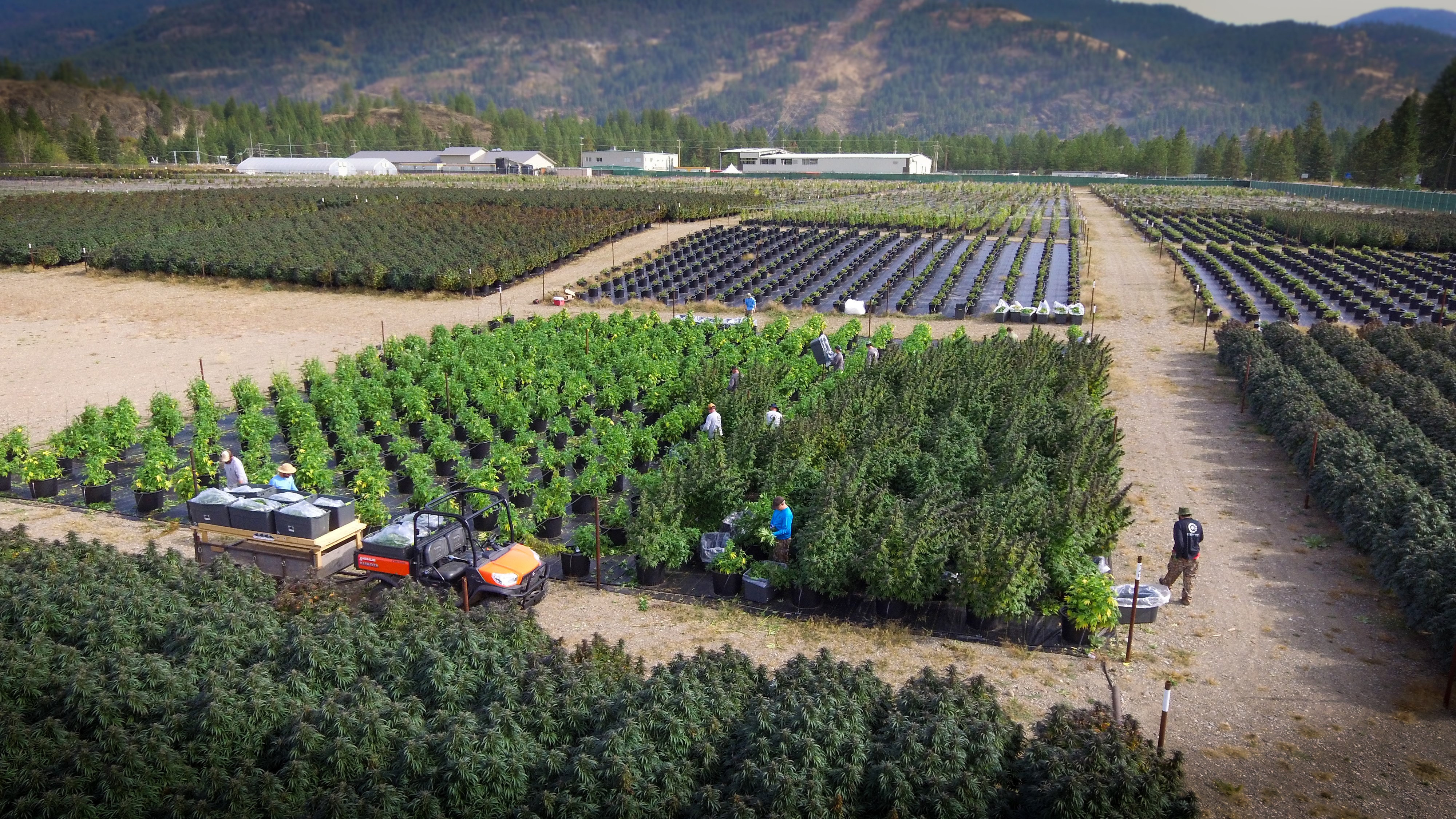 Outdoor cultivation at Christina Lake Cannabis Corp.