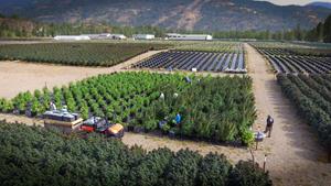 Outdoor cultivation at Christina Lake Cannabis Corp.