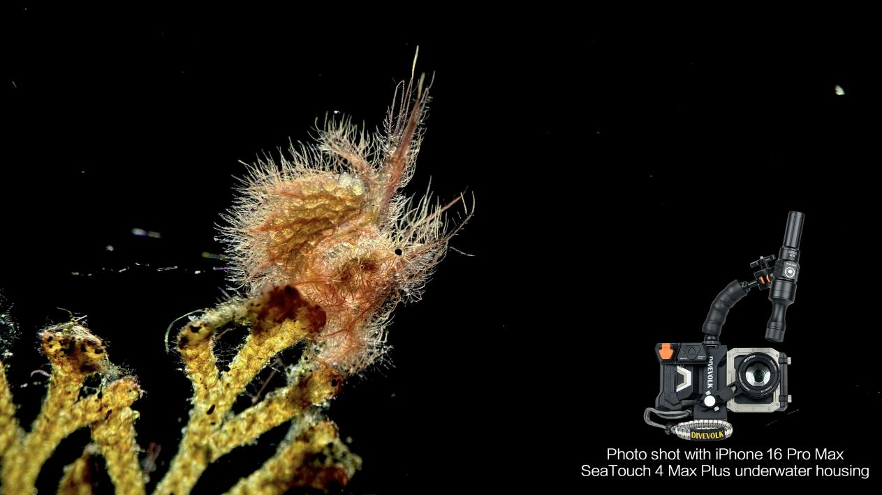 Photo shot with iPhone 16 Pro Max SeaTouch 4 Max Plus underwater housing