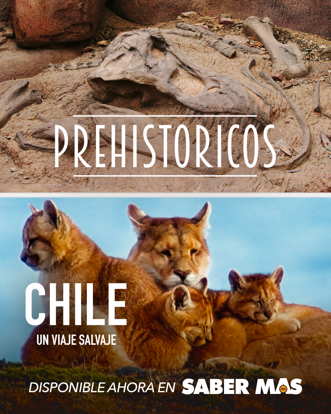 Saber Más presents two new series for the first time: Prehistóricos and Chile: Un Viaje Salvage on October 5, 2023.