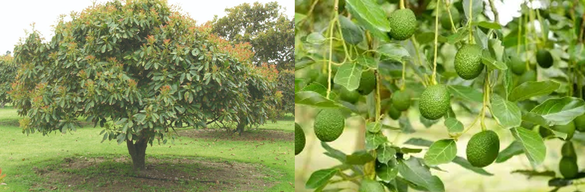 Terreplenish Treated Avocado Tree & Avocados 