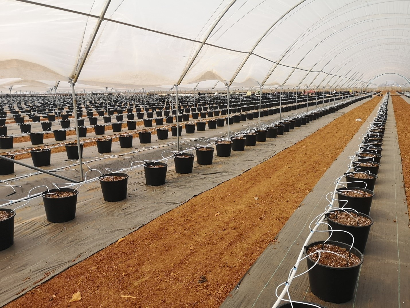 Smart Irrigation - Blueberries