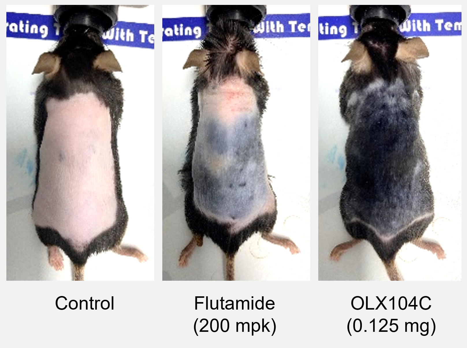 Hair regrowth in alopecia mouse model