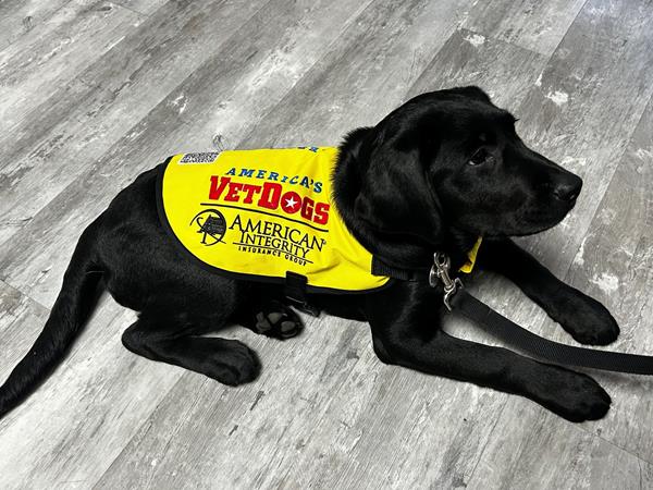 America’s VetDogs Partners with American Integrity Insurance Company to Raise Future Service Dog