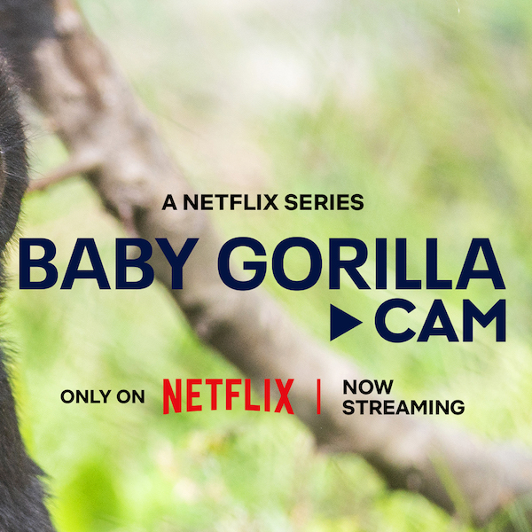 Baby Gorilla Cam