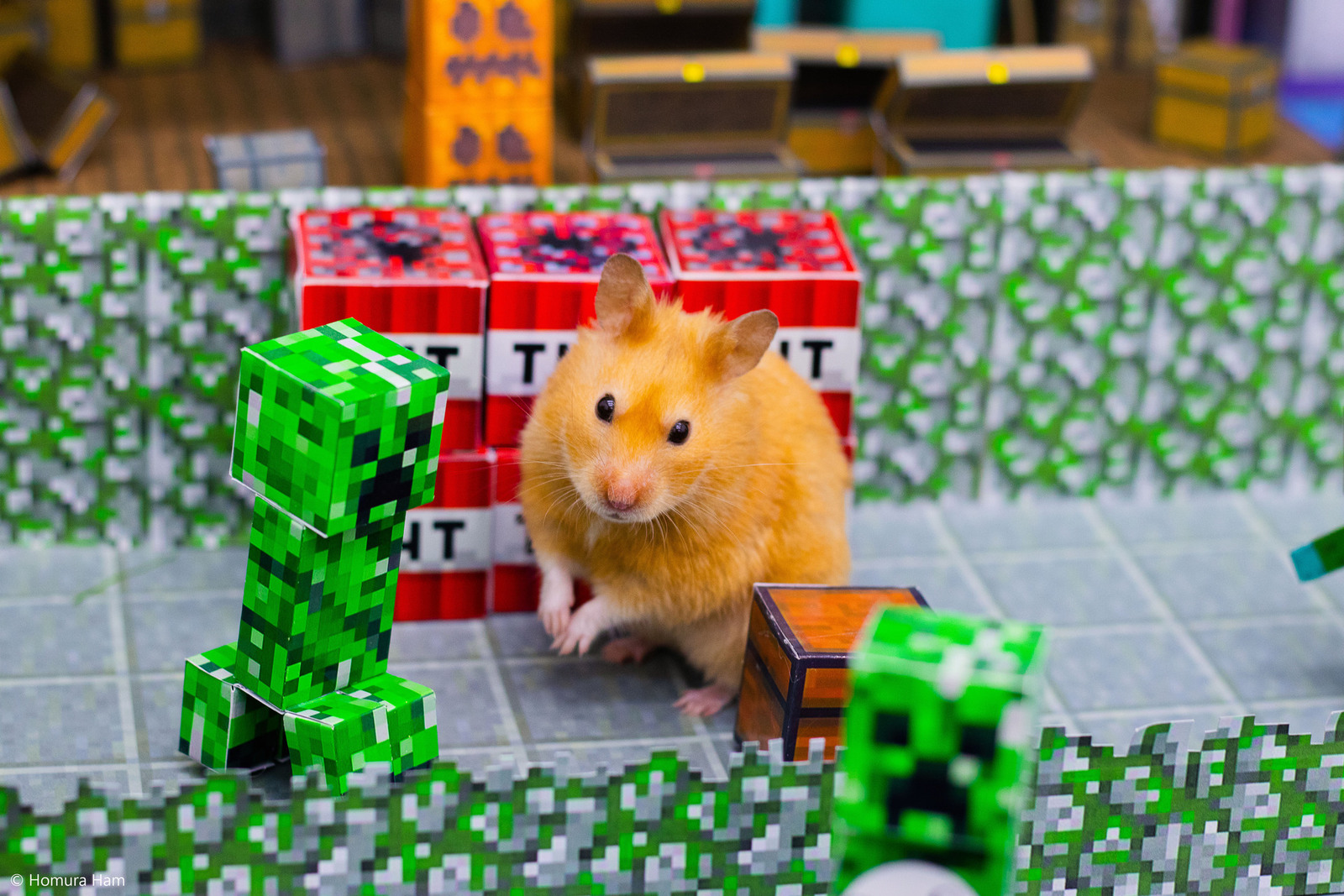 I Created A Maze Inspired By Minecraft And Let My Hamster Homa Explore It