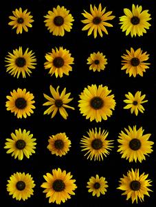 Sunflower Diversity