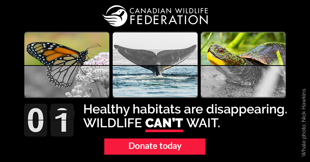 WIRE_WildlifeCantWait_Concept_1200x630_V1B