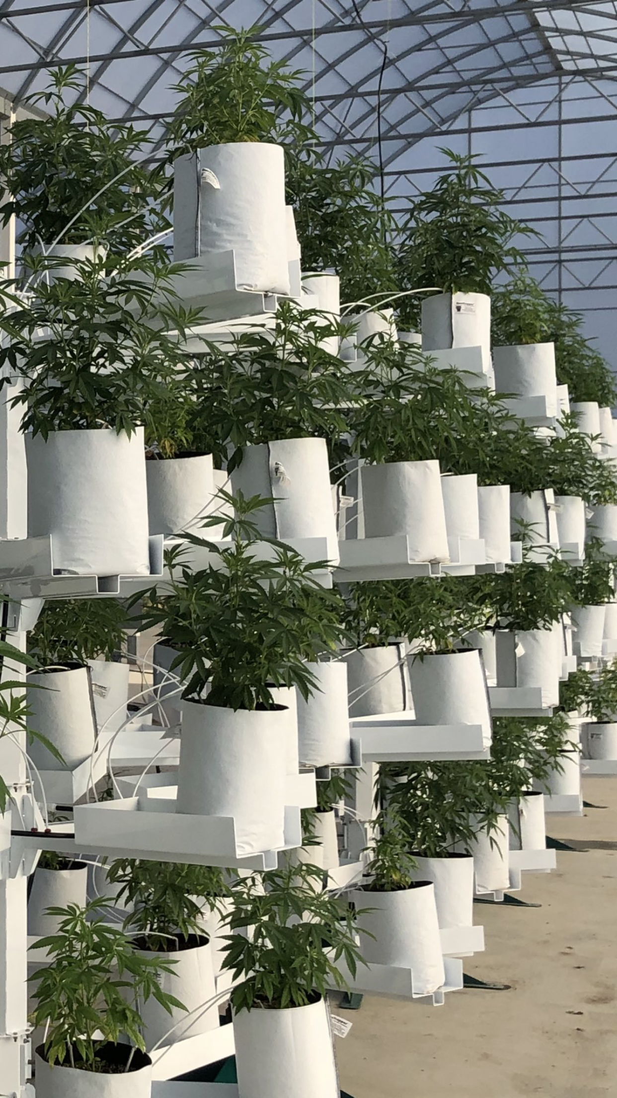 Medical Cannabis Production