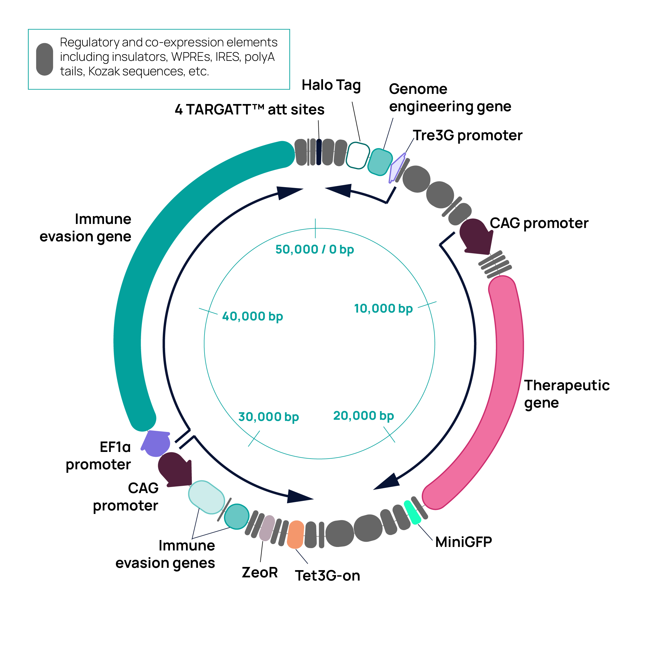 Map of the 50 kb donor plasmid knocked into human iPSCs. The map highlights the four expression cassettes, including constitutive and inducible cassettes.