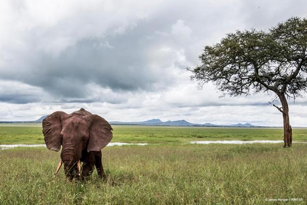 An elephant in Tarangire National Park, Tanzania © James Morgan / WWF-US