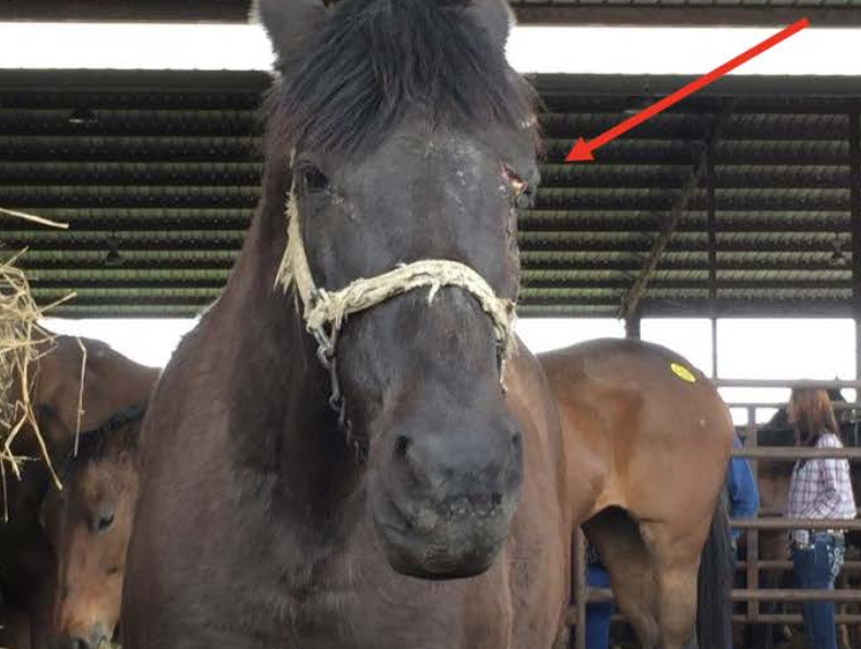 Horse with Injured Eye Going to Slaughter