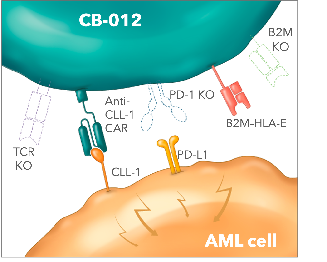 CB-012, a genome-edited allogeneic anti-CLL-1 CAR-T cell therapy with both checkpoint disruption and immune cloaking