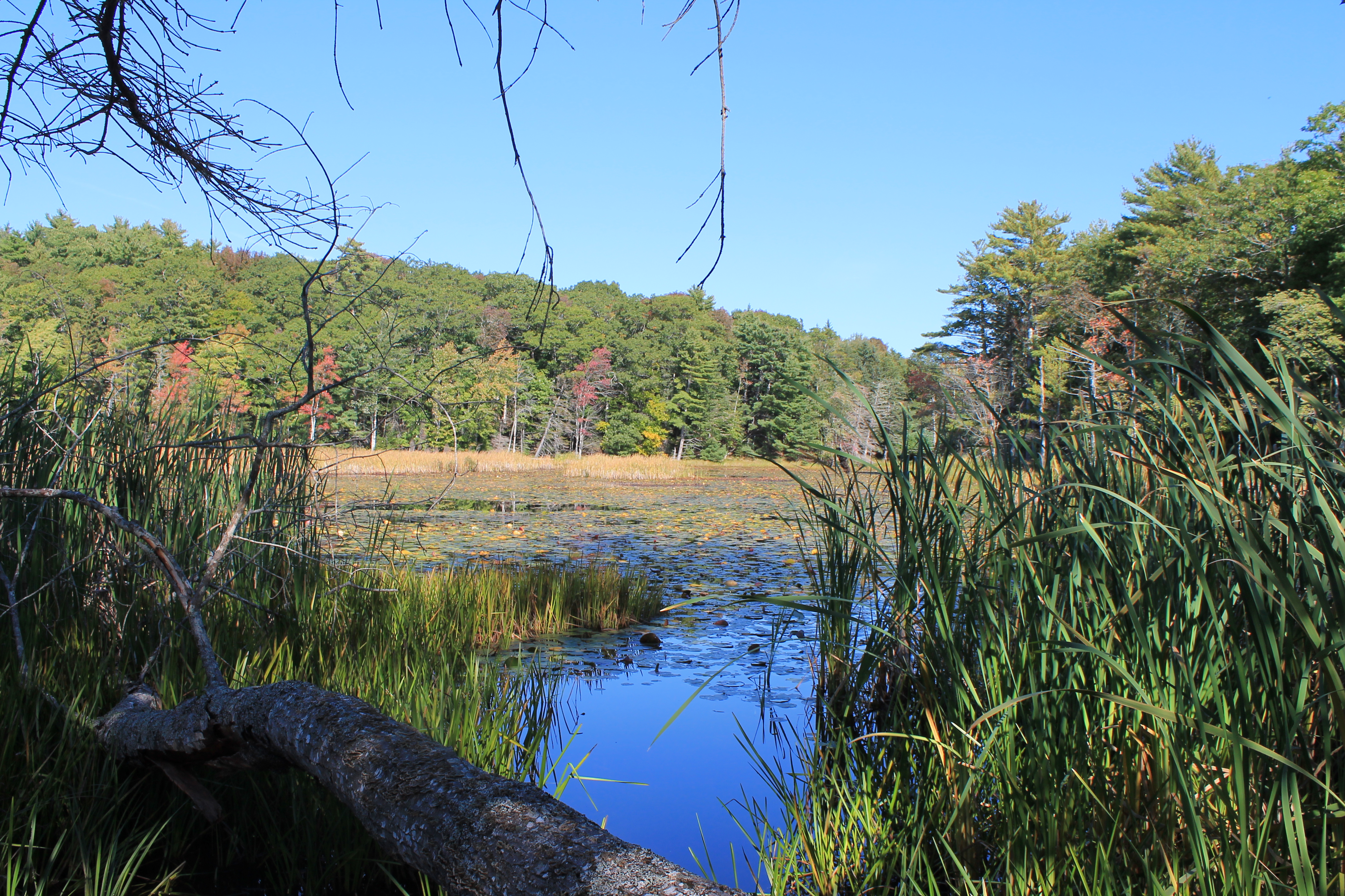 The marsh and treed riparian edge at Sweet Marsh offer good habitat for ducks and other birds. © Emma Bocking, DUC