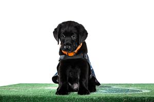 9-week-old, Male, Labrador/Golden Retriever Cross is newest Texans Pup with Houston Texans and America's VetDogs in collaboration with Kroger. Puppy will be a service dog for a veteran or first responder with disabilities.