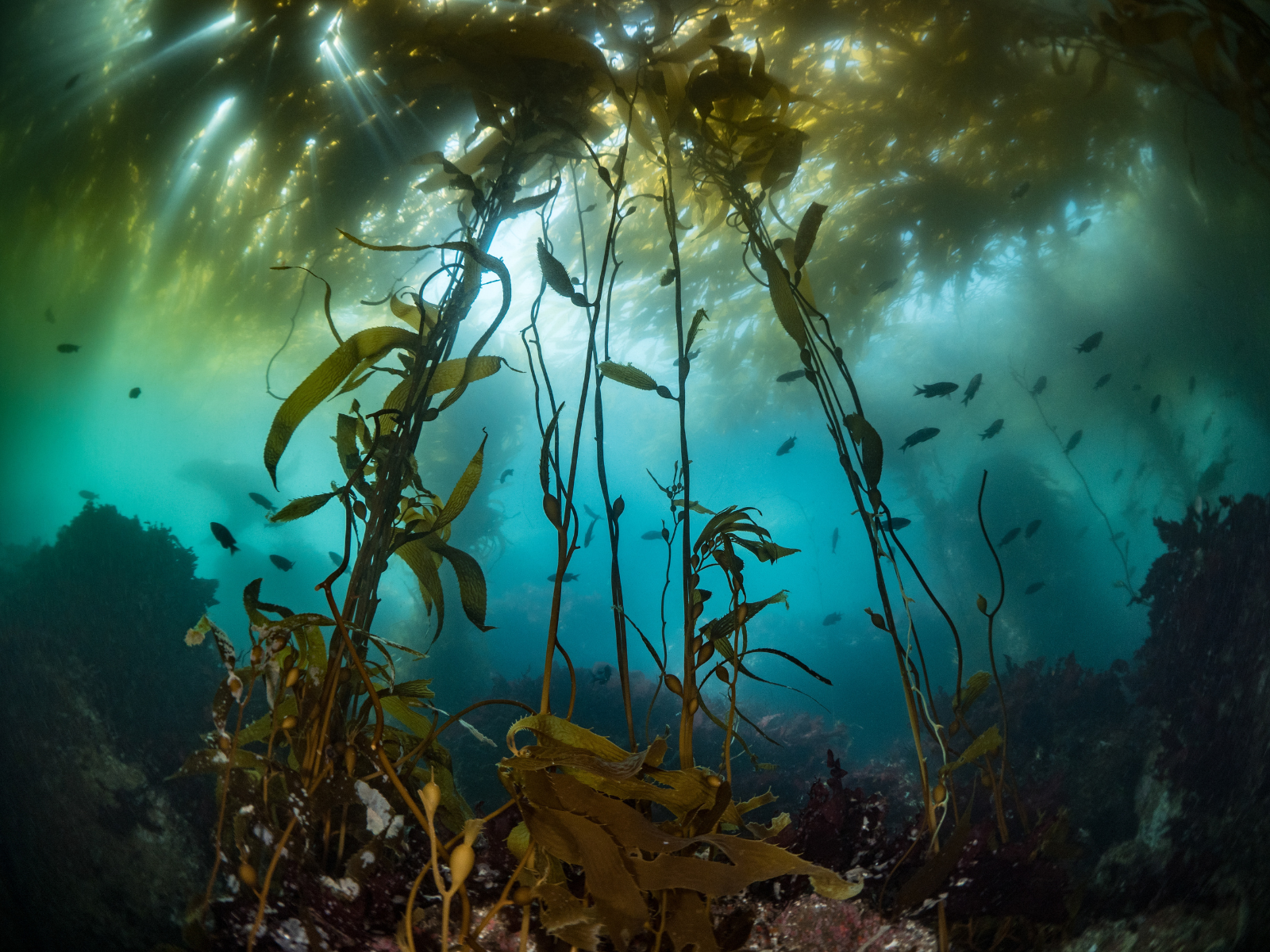 Kelp Forest Monitoring Guidebook Launch Image 5
