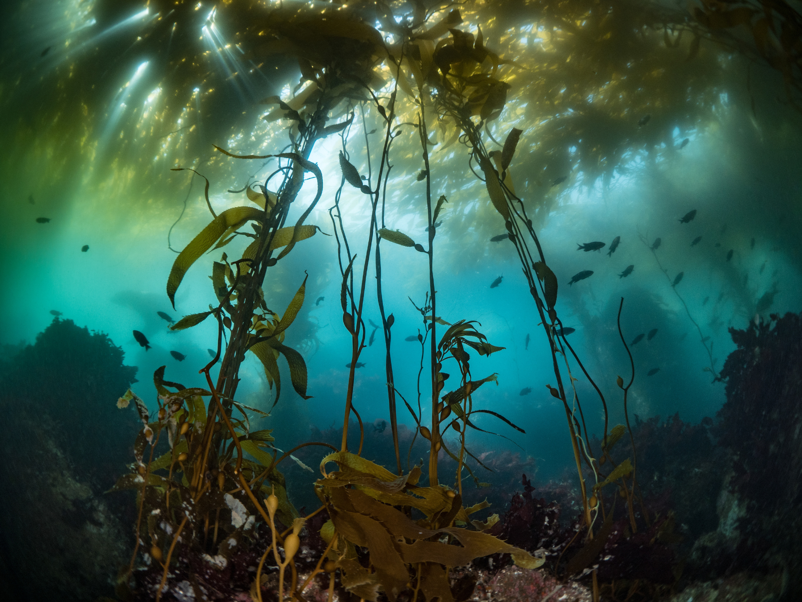 A vibrant underwater kelp forest