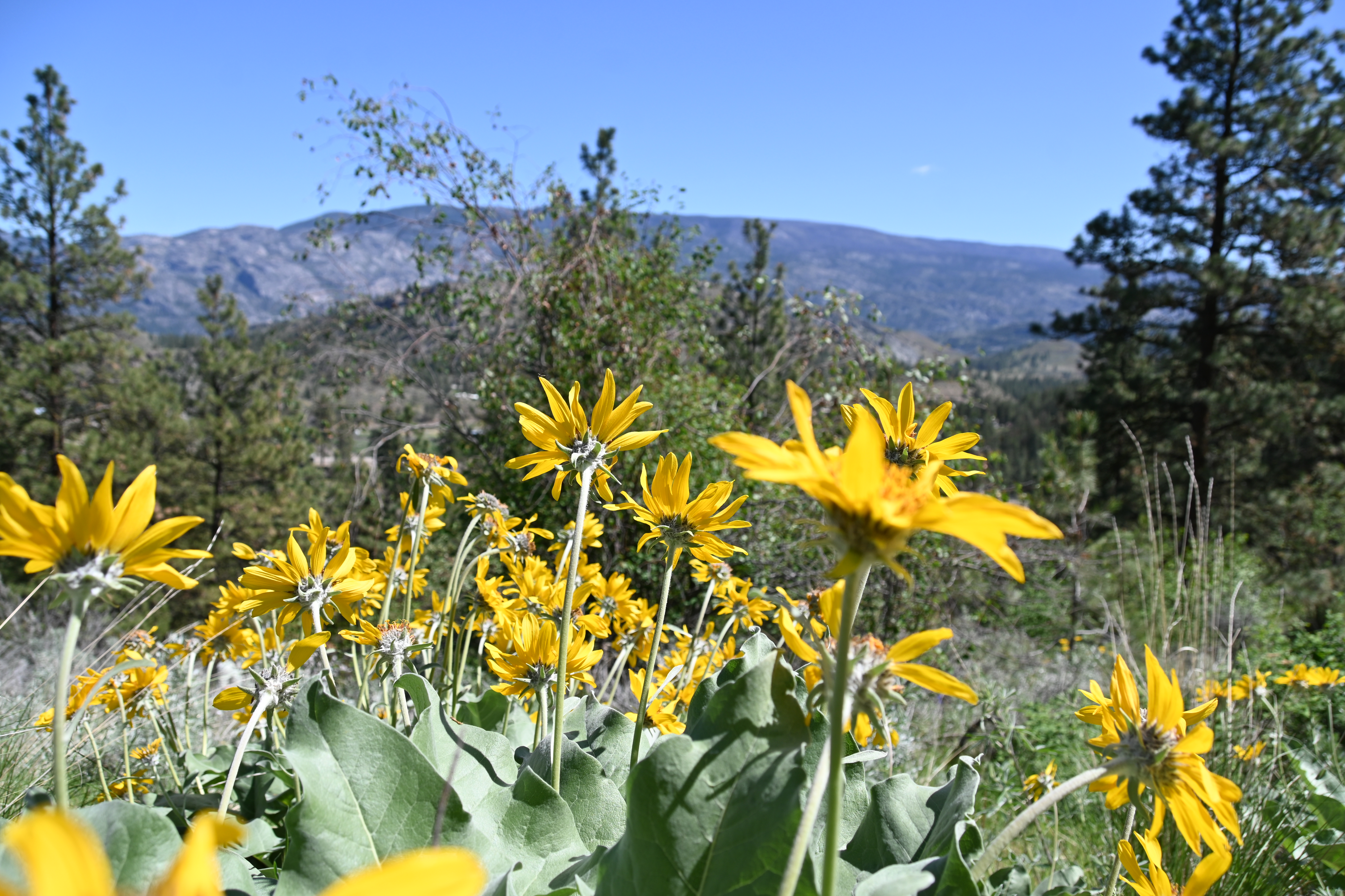 Arrow-leaved Balsamroot in Marron River Grasslands