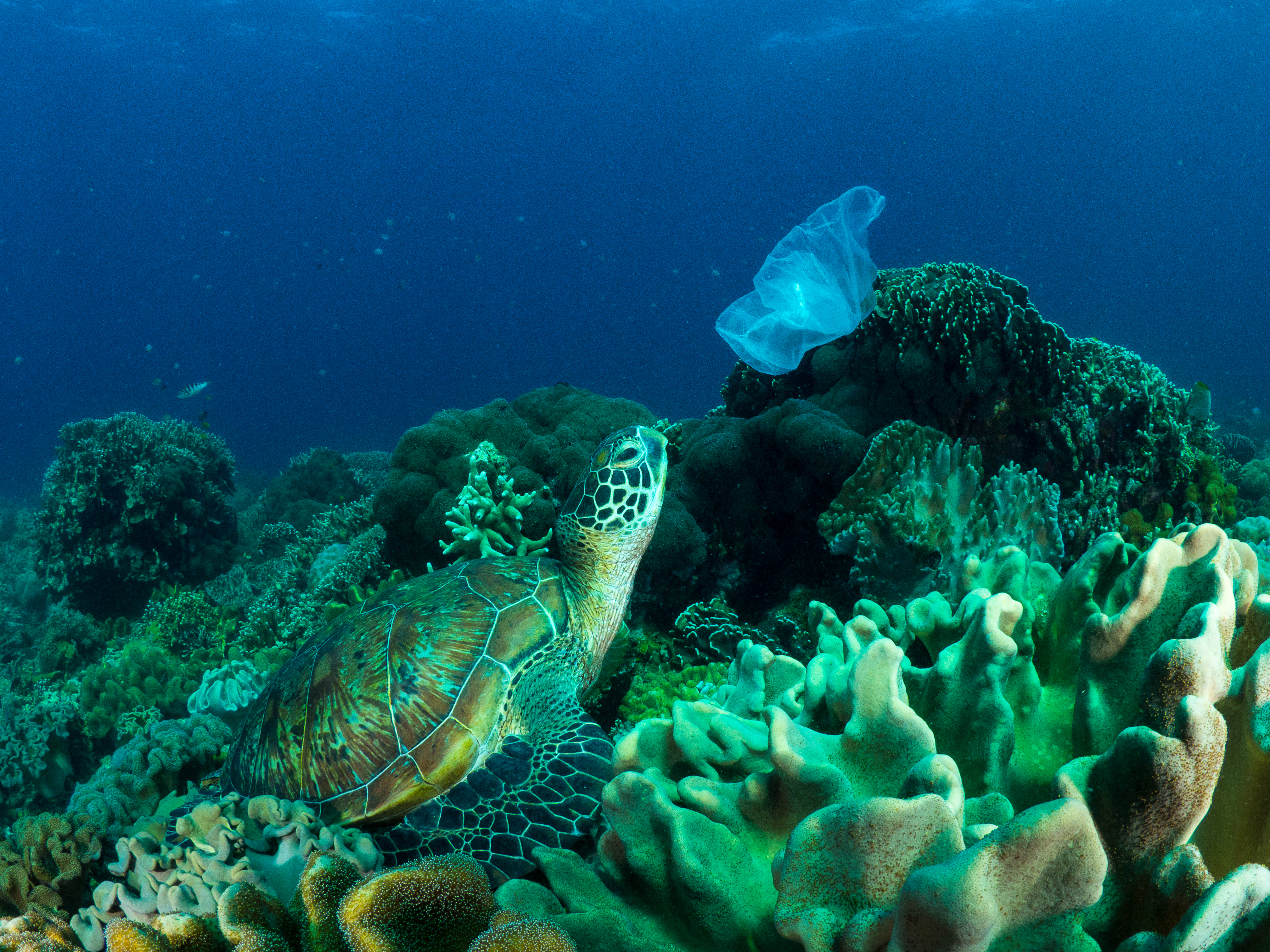 Tortue de mer observant un sac de plastique