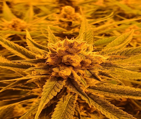 BC Black Cherry testing above 25% THC