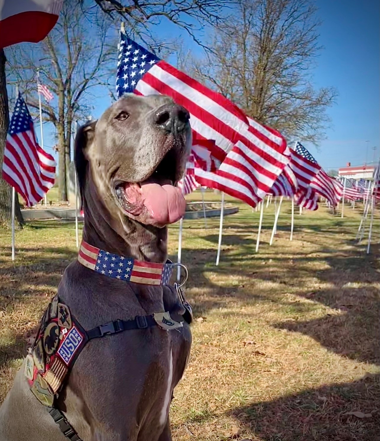 2023 Hero Dog Awards Winner