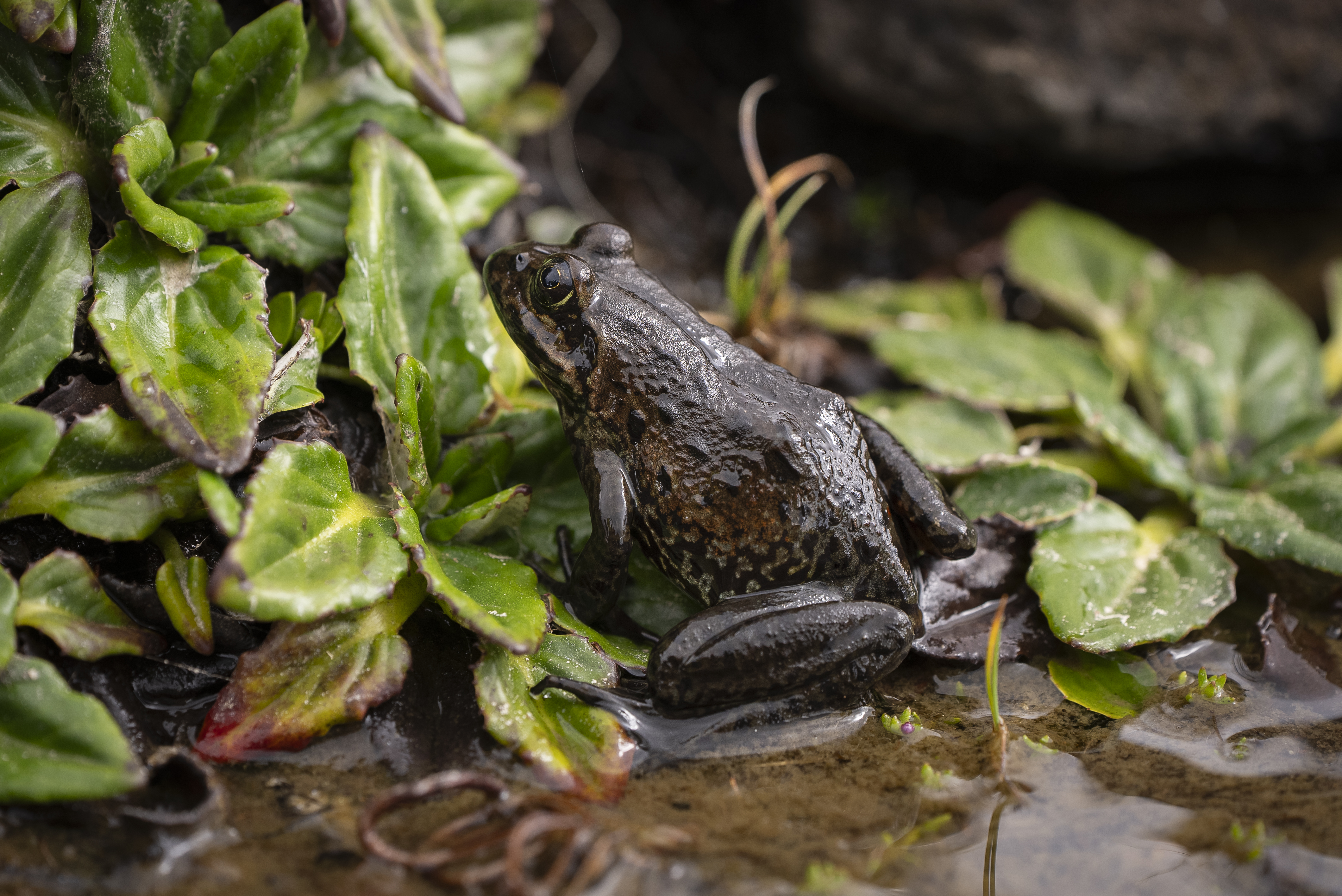 The frog found at 3,950 meters on Mt Kilimanjaro