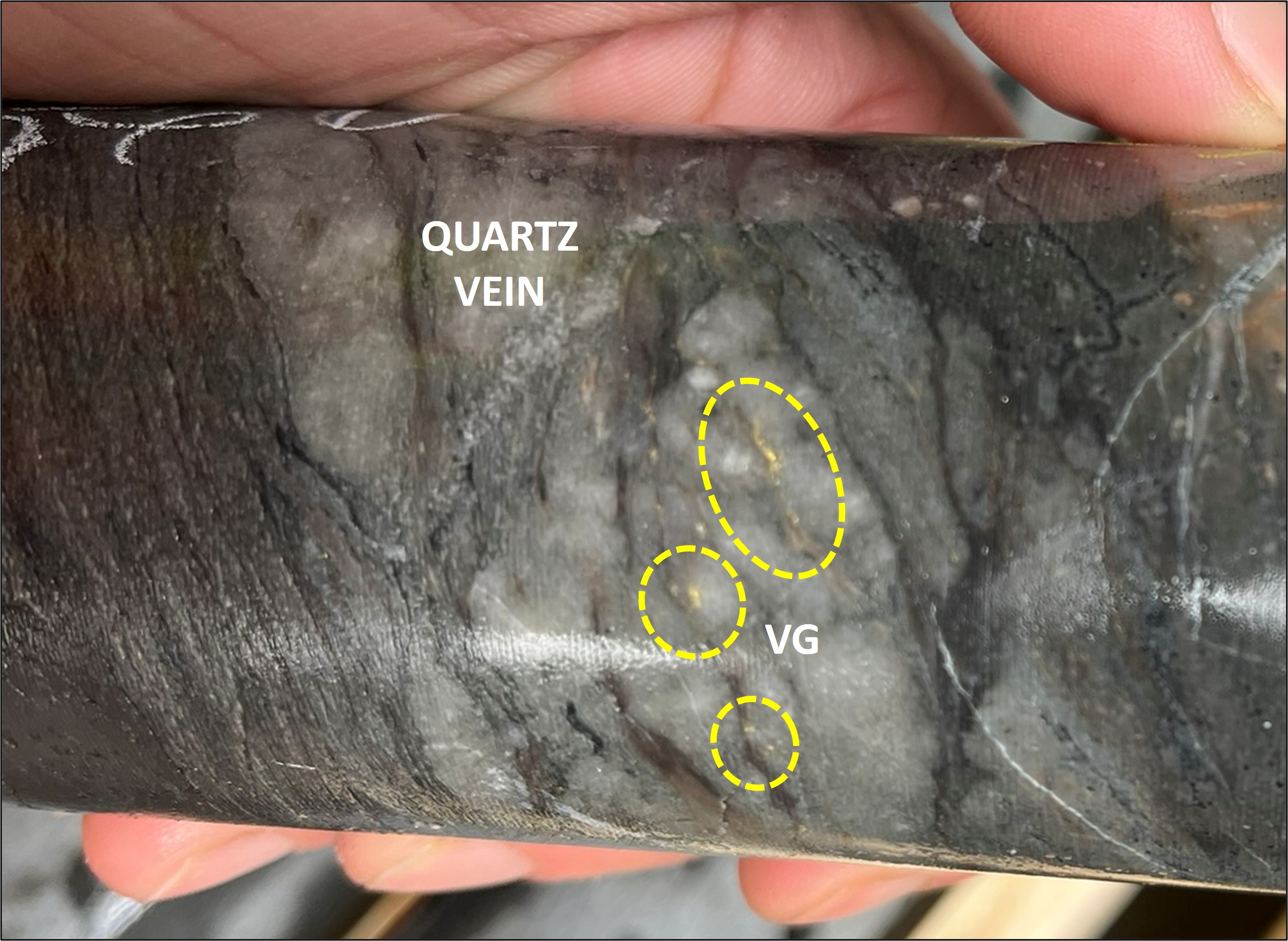 Figure 2 - Visible gold hosted in quartz veins in GS-25-183