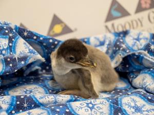 Baby Gentoo Penguin Hatched at Moody Gardens